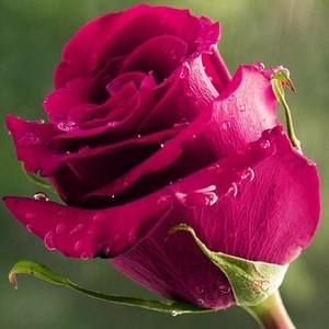 Meet your Posher, Connie